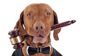 California Animal & Dog Lawyers